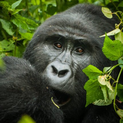 3-Day Gorilla Tracking in Bwindi Impenetrable NP