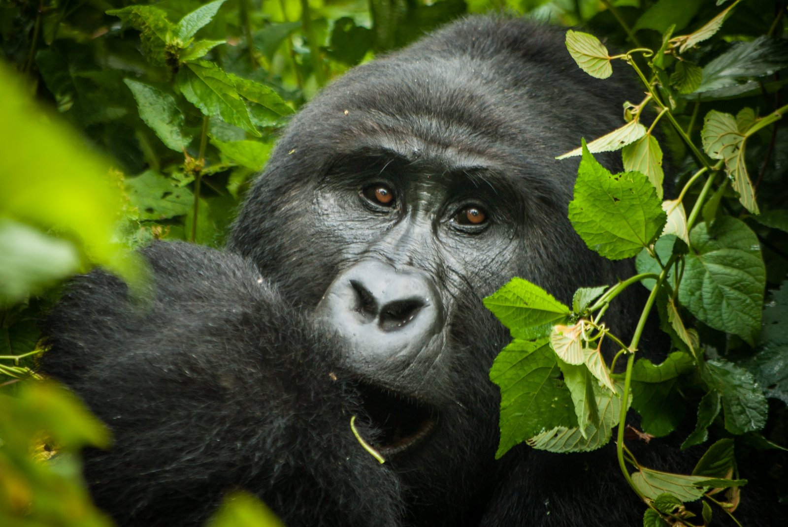 3-Day Gorilla Tracking in Bwindi Impenetrable NP