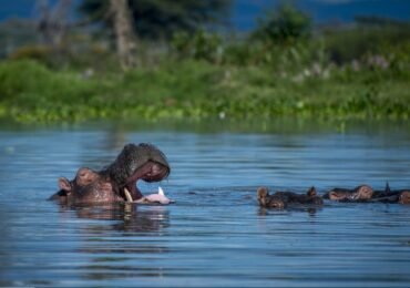 What to do in Rusizi National Park