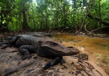 Dangerous Animals in the Congo Basin